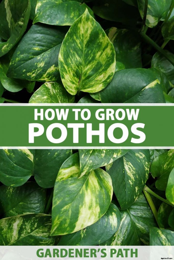How to Grow and Care for Pothos Houseplants