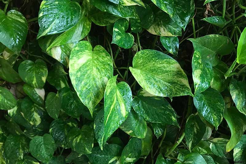 How to Grow and Care for Pothos Houseplants