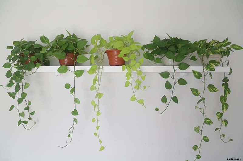 How to Grow and Care for Pothos Houseplants