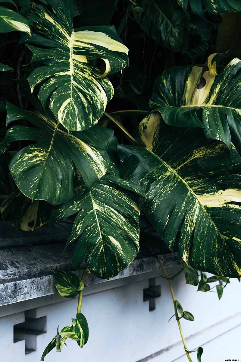 How to Grow and Care for Pothos Houseplants