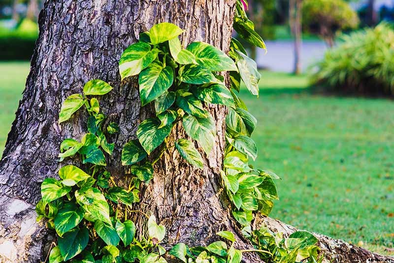 How to Grow and Care for Pothos Houseplants