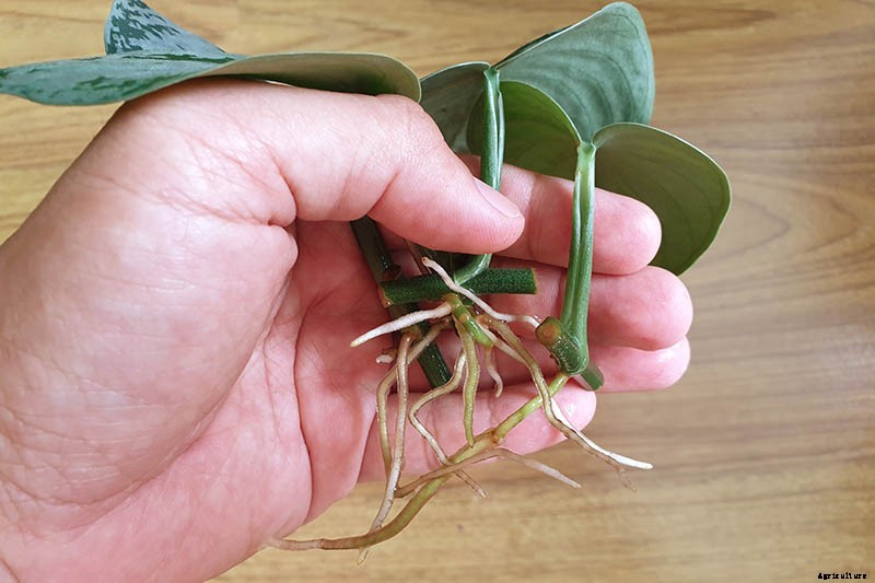How to Grow and Care for Pothos Houseplants