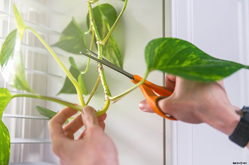 How to Grow and Care for Pothos Houseplants