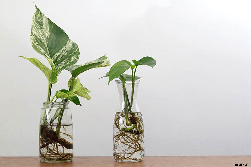 How to Grow and Care for Pothos Houseplants