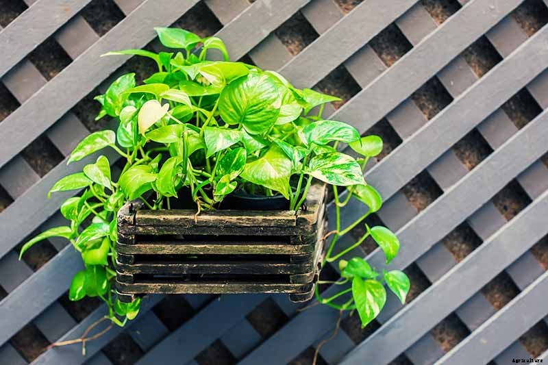 How to Grow and Care for Pothos Houseplants