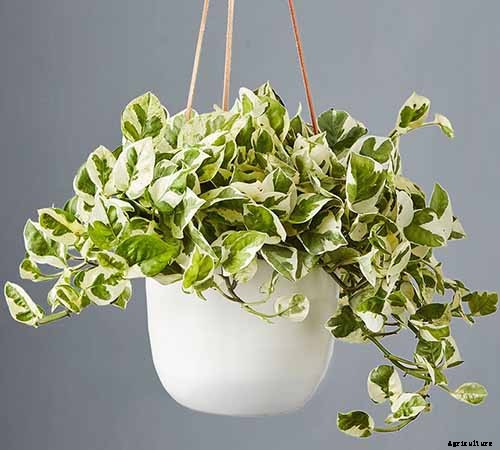 How to Grow and Care for Pothos Houseplants