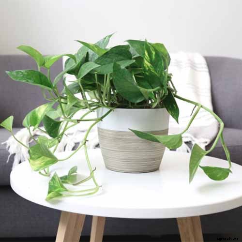 How to Grow and Care for Pothos Houseplants