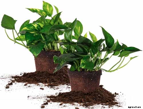How to Grow and Care for Pothos Houseplants