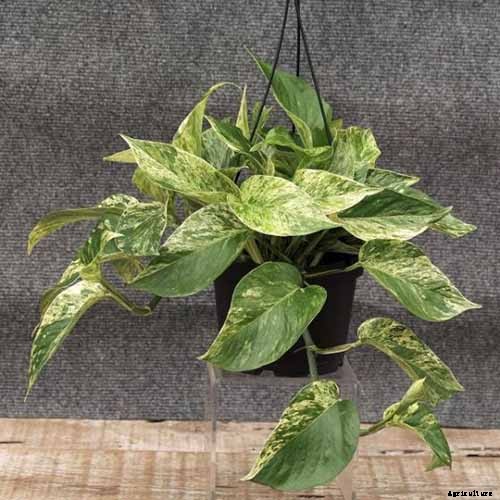 How to Grow and Care for Pothos Houseplants