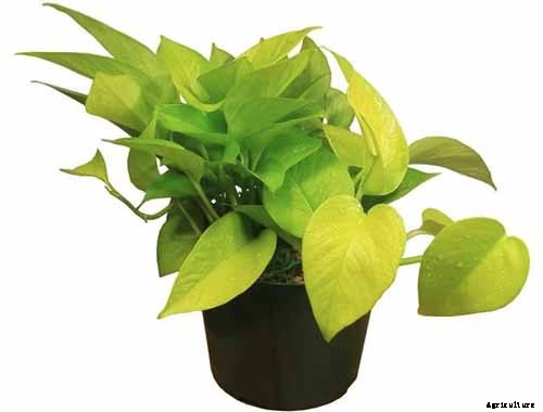How to Grow and Care for Pothos Houseplants