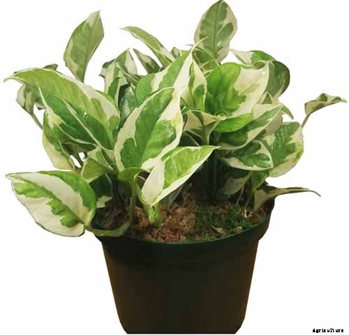 How to Grow and Care for Pothos Houseplants