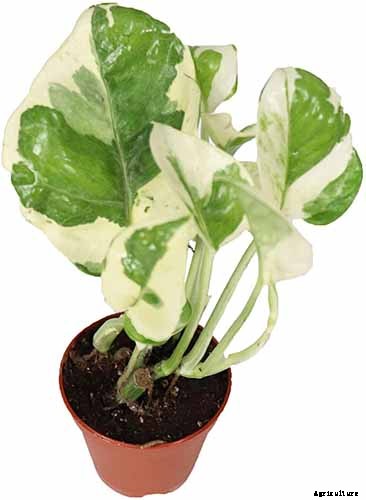 How to Grow and Care for Pothos Houseplants