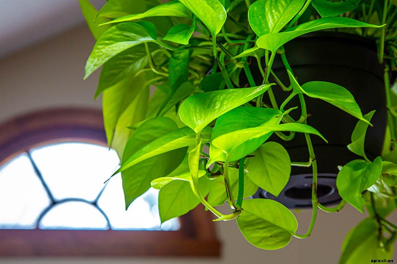 How to Grow and Care for Pothos Houseplants