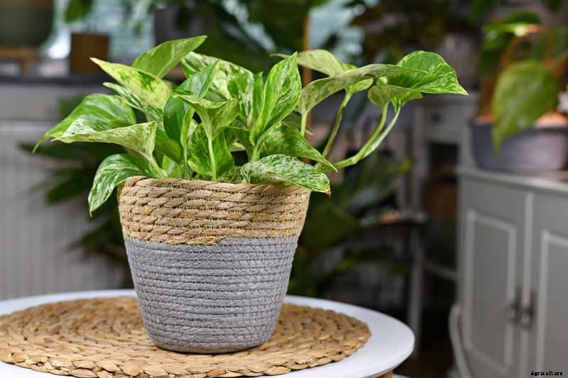 How to Grow and Care for Pothos Houseplants