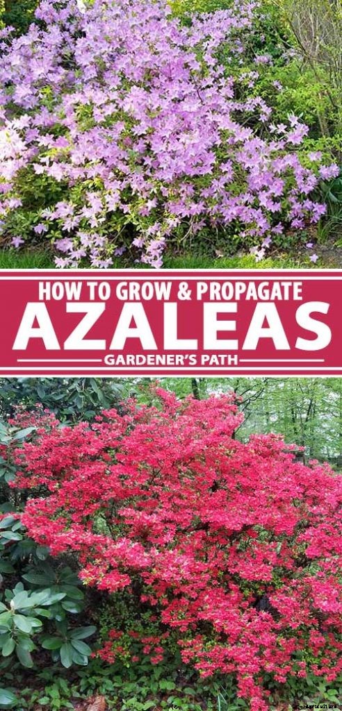 How to Grow and Care for Azaleas in the Garden