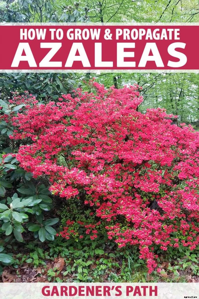 How to Grow and Care for Azaleas in the Garden