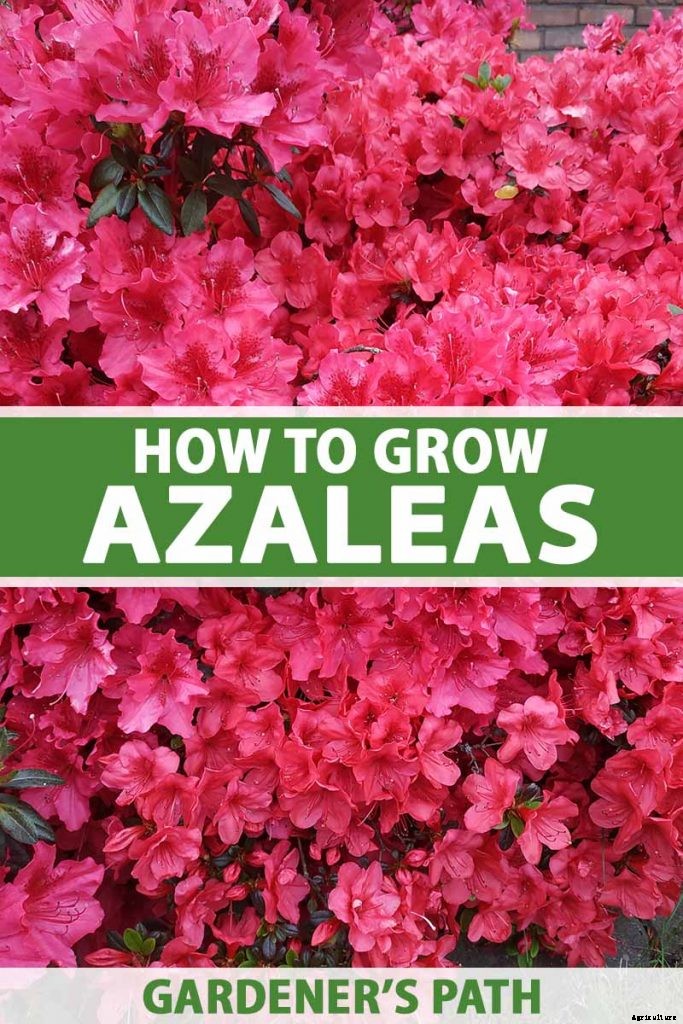 How to Grow and Care for Azaleas in the Garden