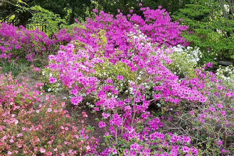 How to Grow and Care for Azaleas in the Garden