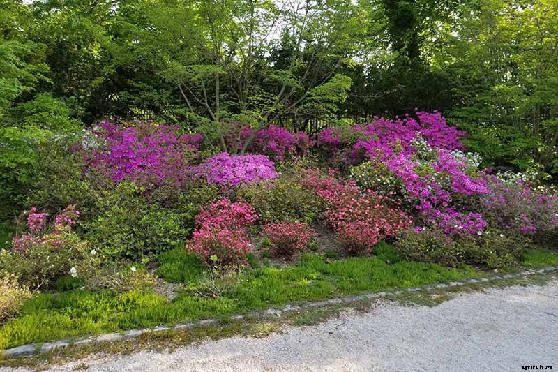 How to Grow and Care for Azaleas in the Garden