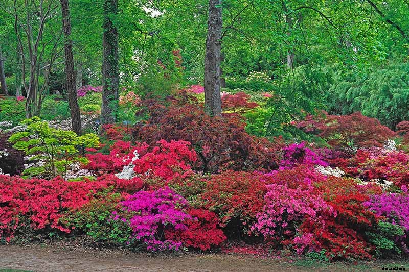 How to Grow and Care for Azaleas in the Garden