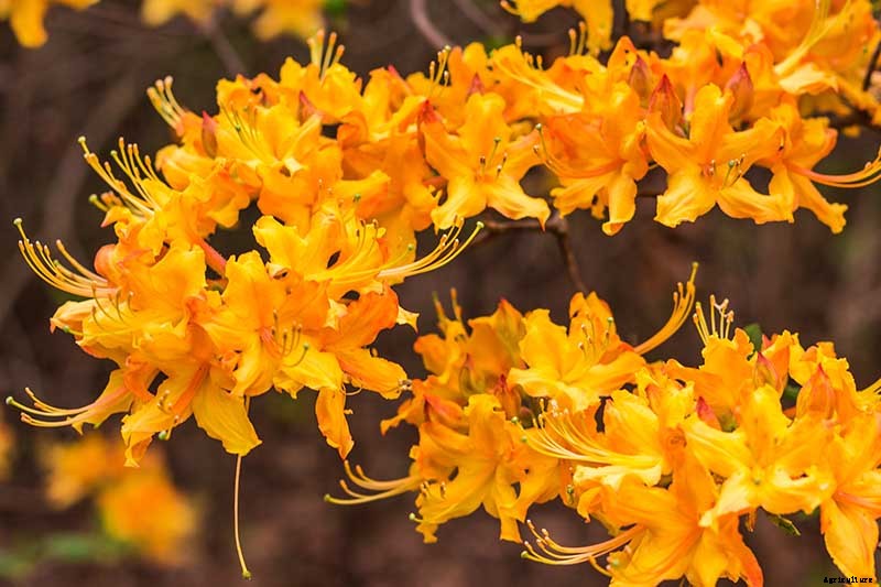 How to Grow and Care for Azaleas in the Garden