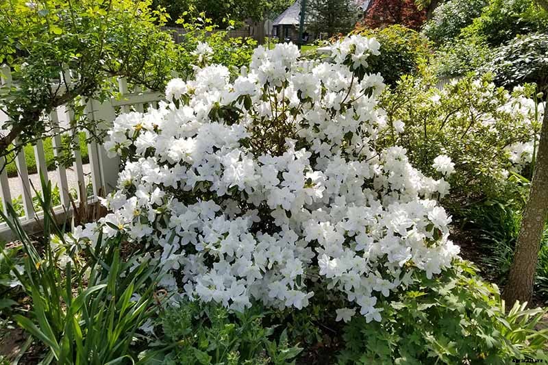How to Grow and Care for Azaleas in the Garden