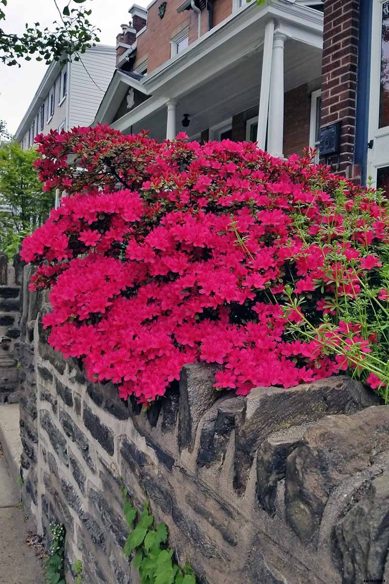 How to Grow and Care for Azaleas in the Garden