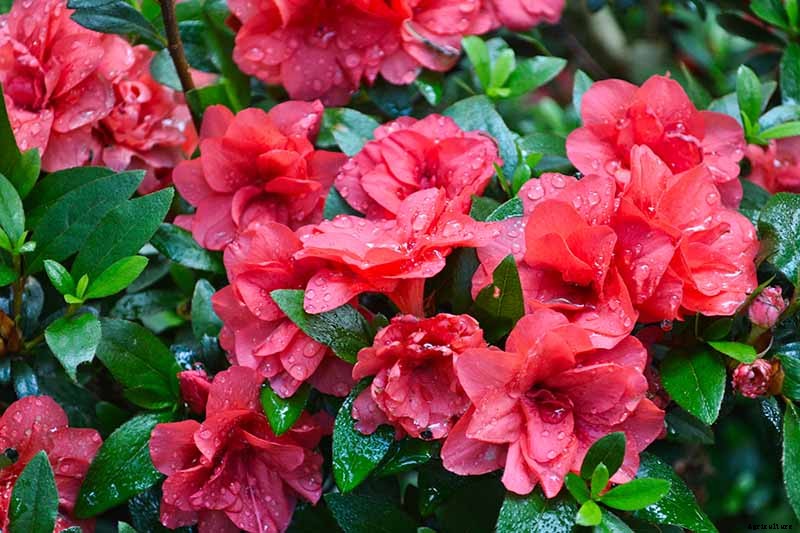 How to Grow and Care for Azaleas in the Garden