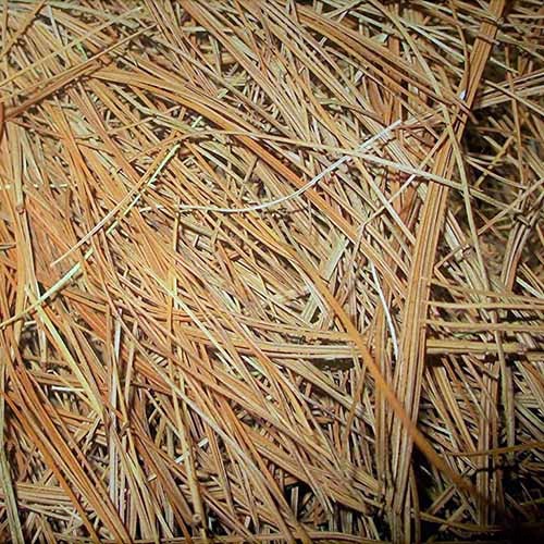 How to Grow and Care for Azaleas in the Garden