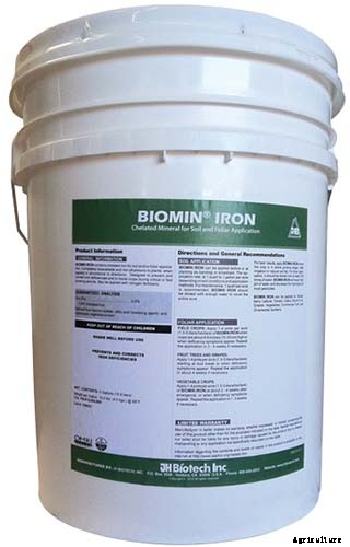 How to Grow and Care for Azaleas in the Garden