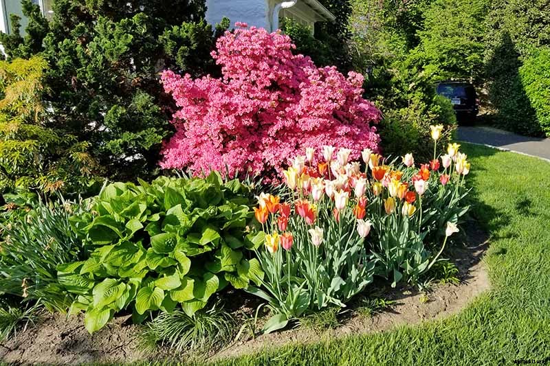 How to Grow and Care for Azaleas in the Garden