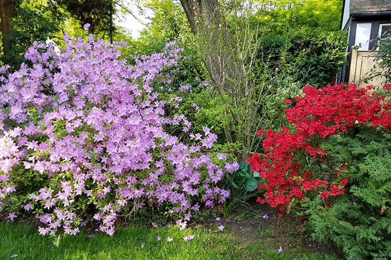 How to Grow and Care for Azaleas in the Garden