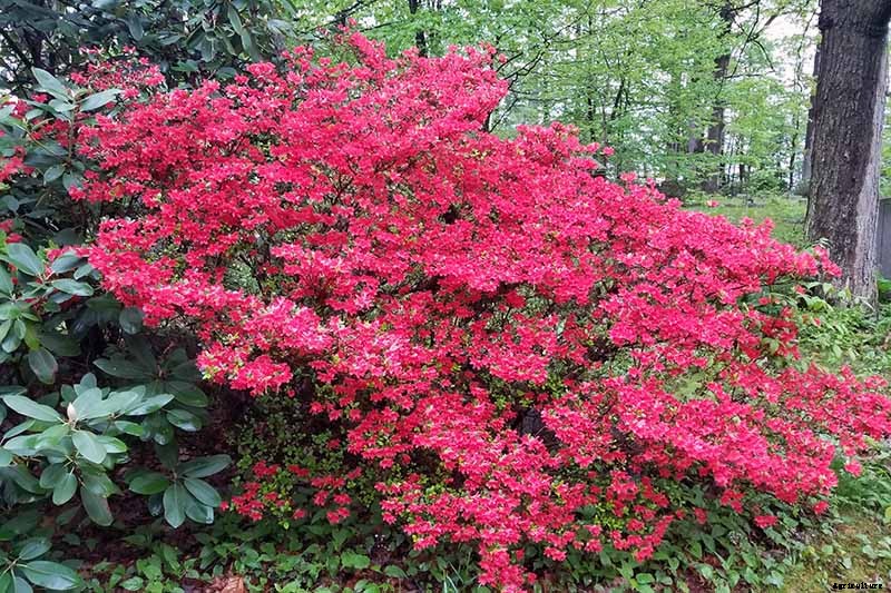 How to Grow and Care for Azaleas in the Garden