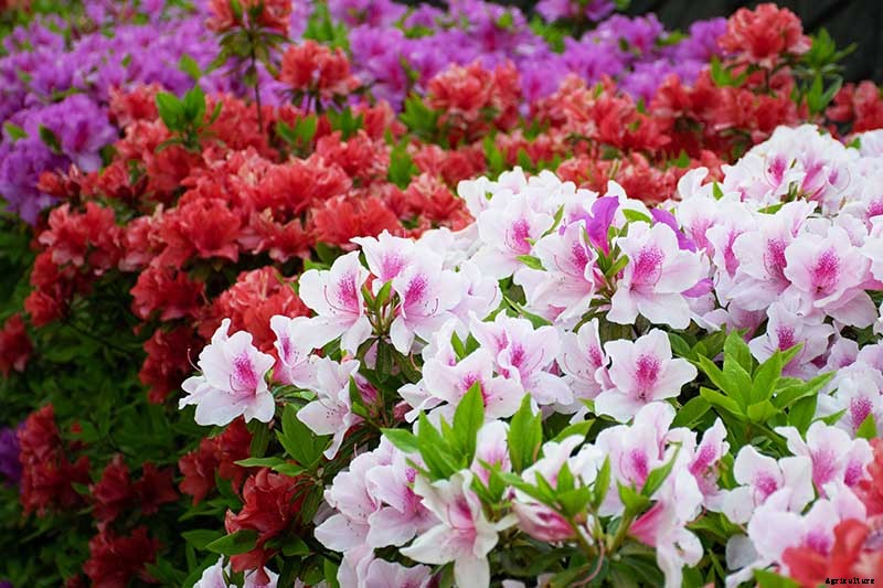 How to Grow and Care for Azaleas in the Garden