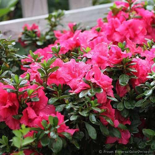 How to Grow and Care for Azaleas in the Garden