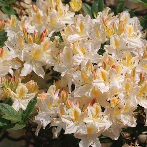 How to Grow and Care for Azaleas in the Garden