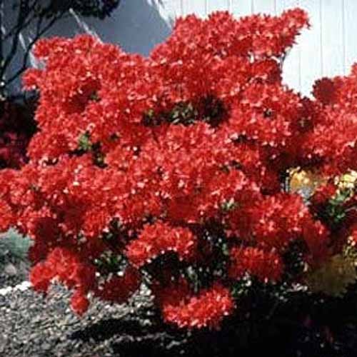 How to Grow and Care for Azaleas in the Garden