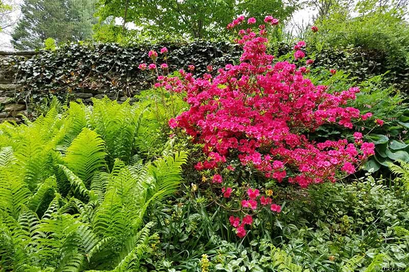 How to Grow and Care for Azaleas in the Garden