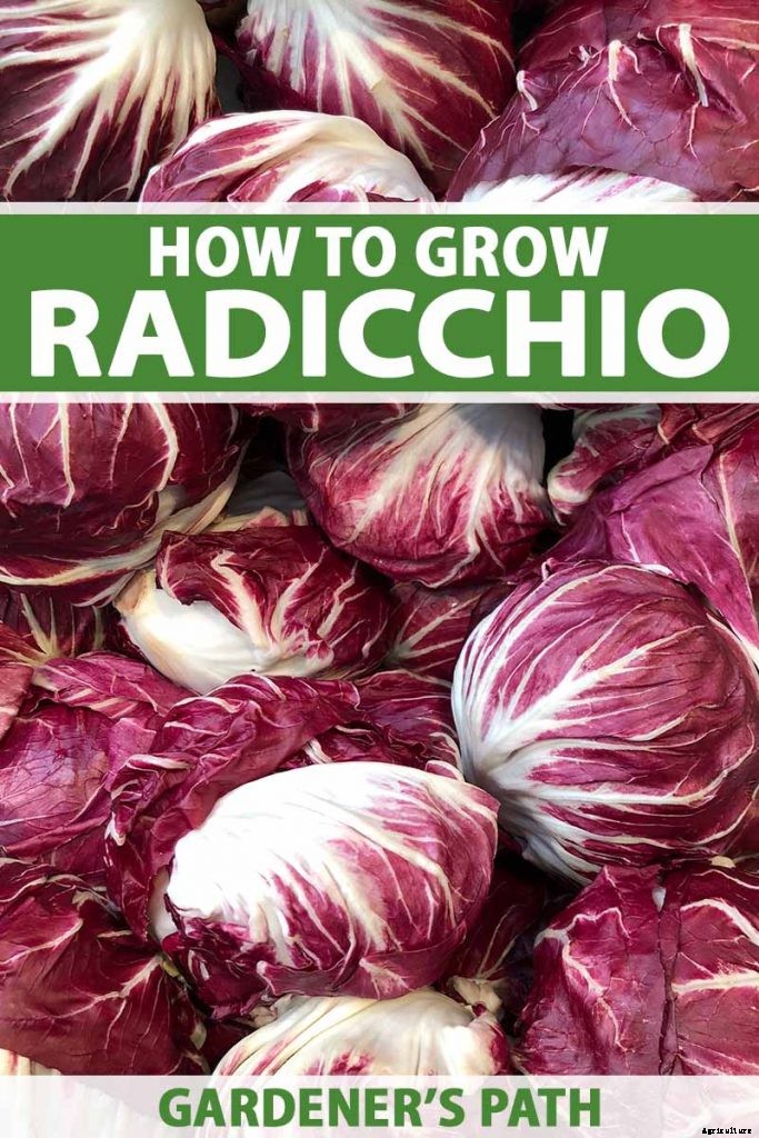 How to Grow Radicchio in the Garden