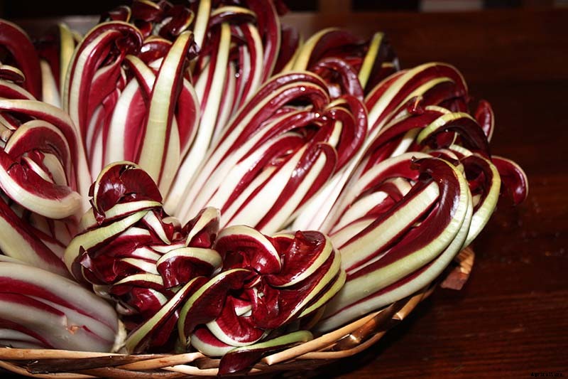 How to Grow Radicchio in the Garden
