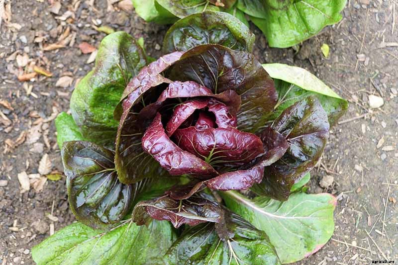 How to Grow Radicchio in the Garden