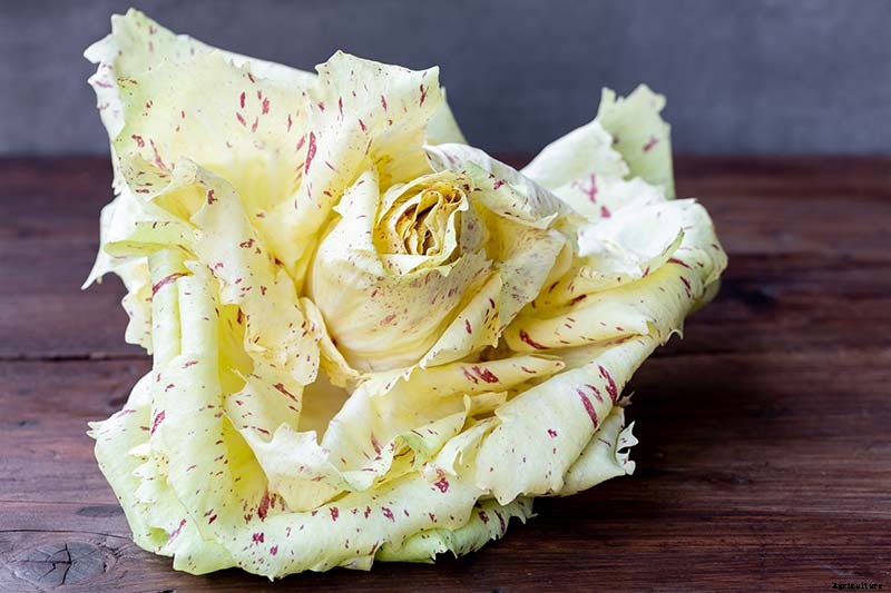 How to Grow Radicchio in the Garden