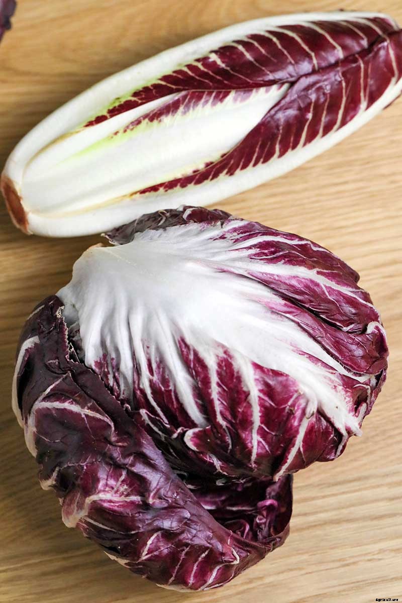 How to Grow Radicchio in the Garden
