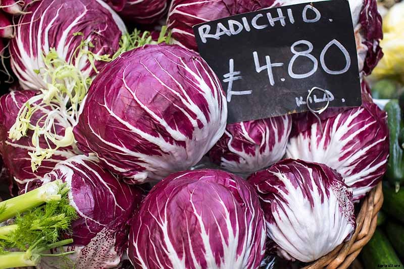 How to Grow Radicchio in the Garden