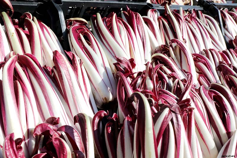 How to Grow Radicchio in the Garden