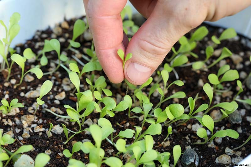 How to Grow Radicchio in the Garden
