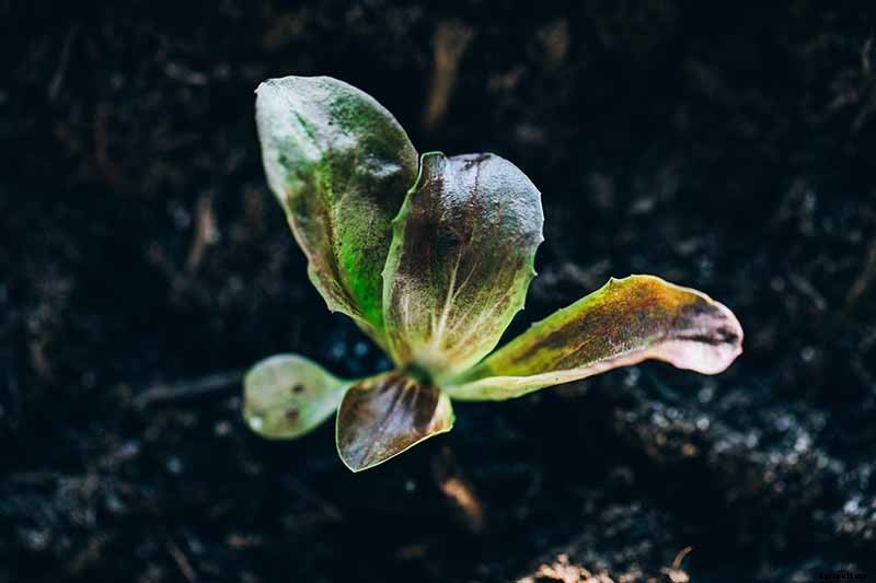 How to Grow Radicchio in the Garden