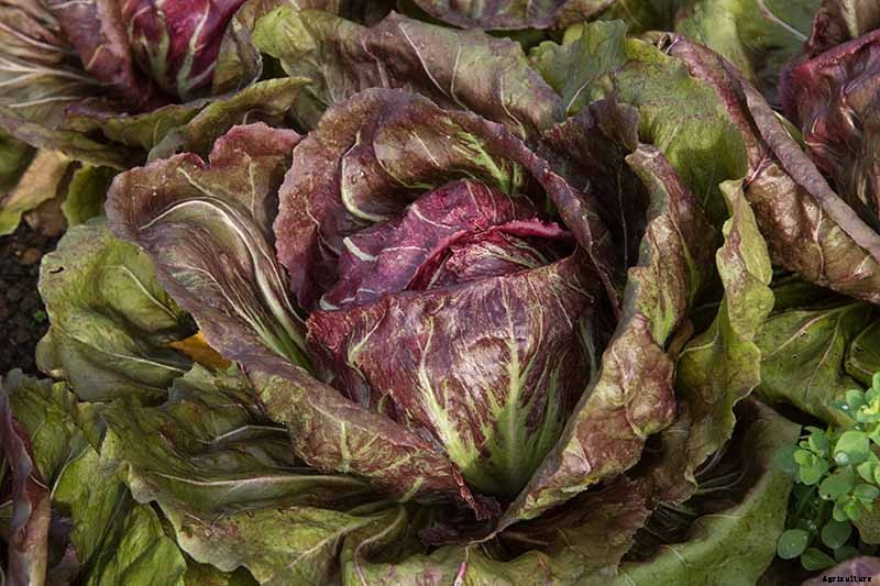 How to Grow Radicchio in the Garden