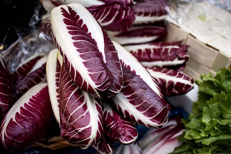How to Grow Radicchio in the Garden