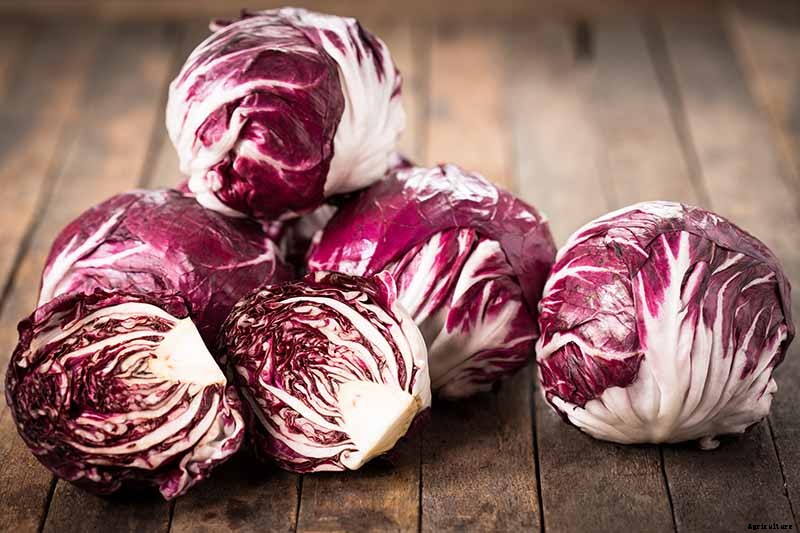 How to Grow Radicchio in the Garden